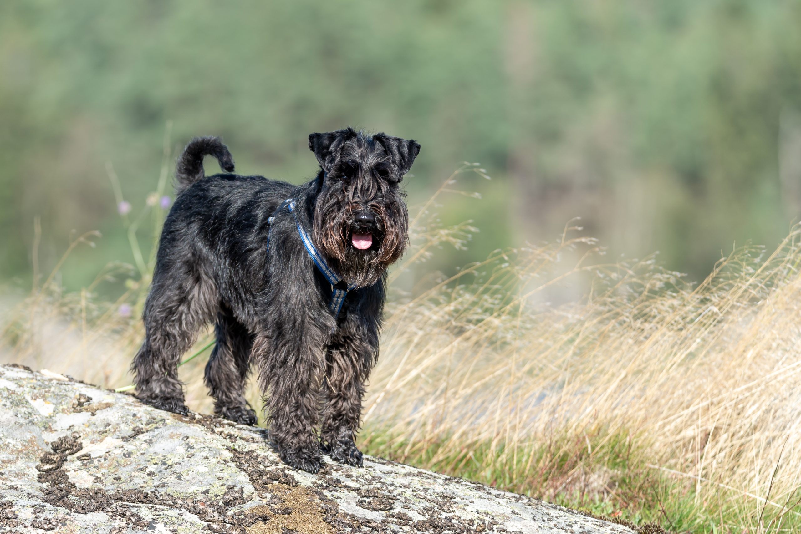 Cão de Parar