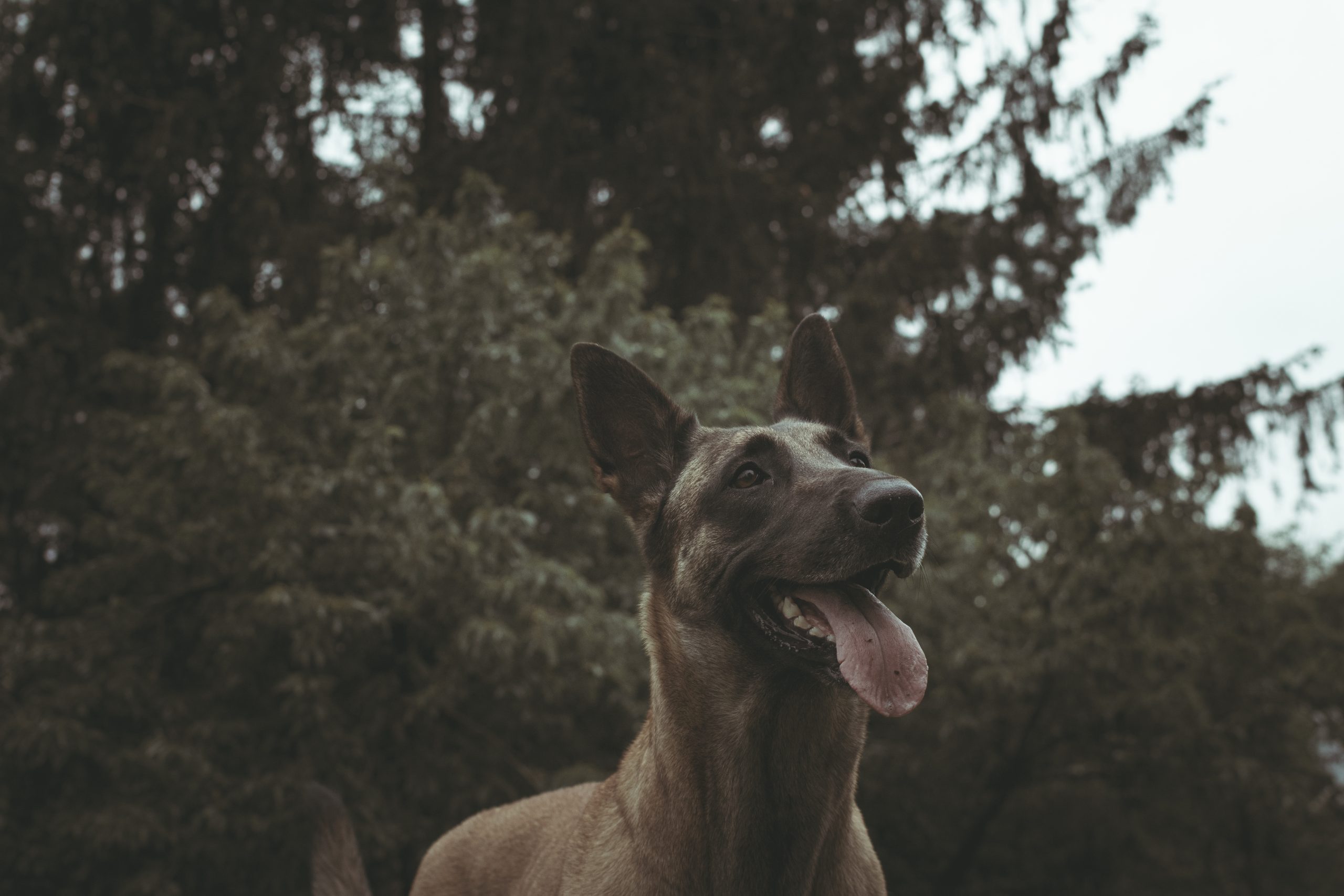 Cães de Caça