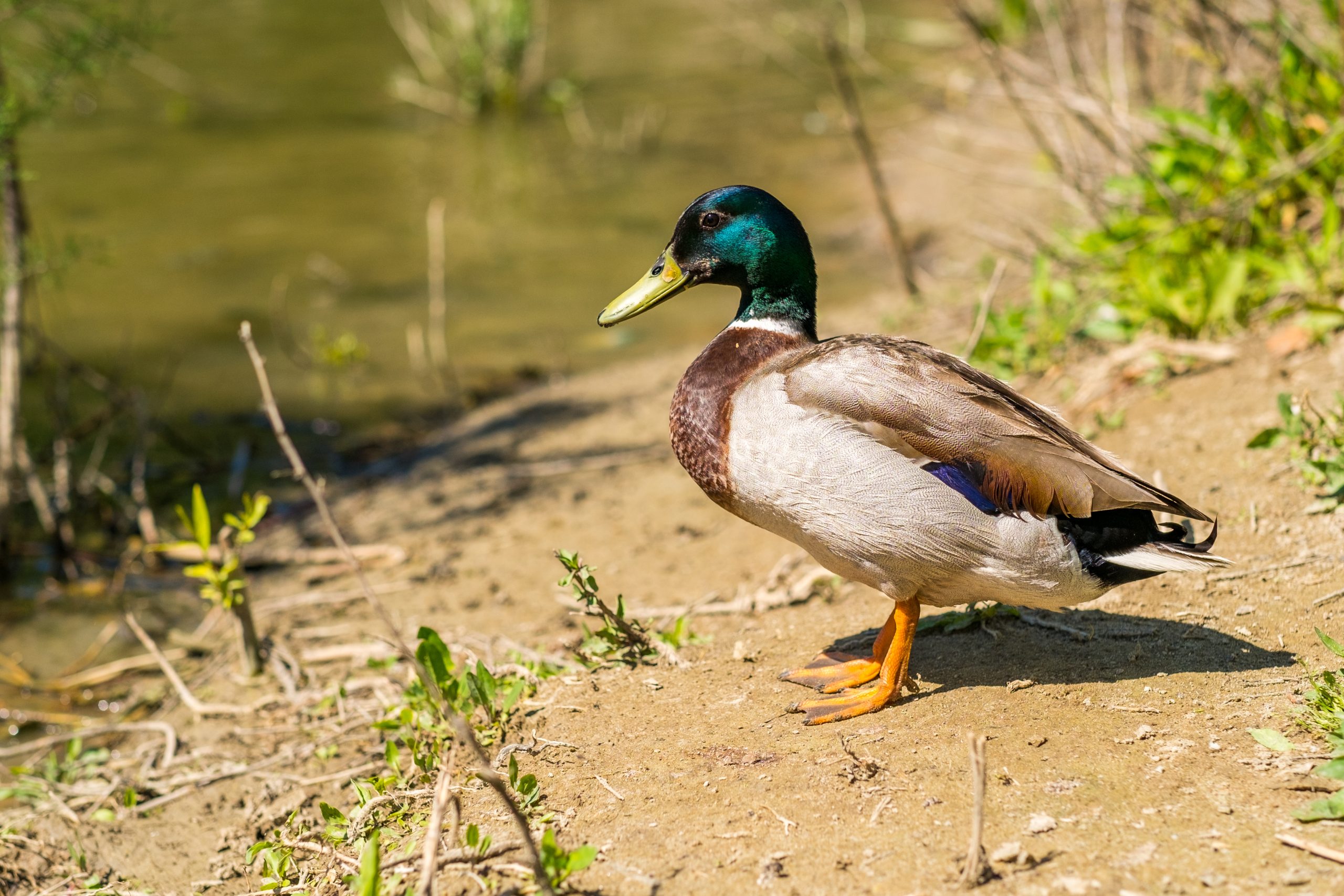 Pato real